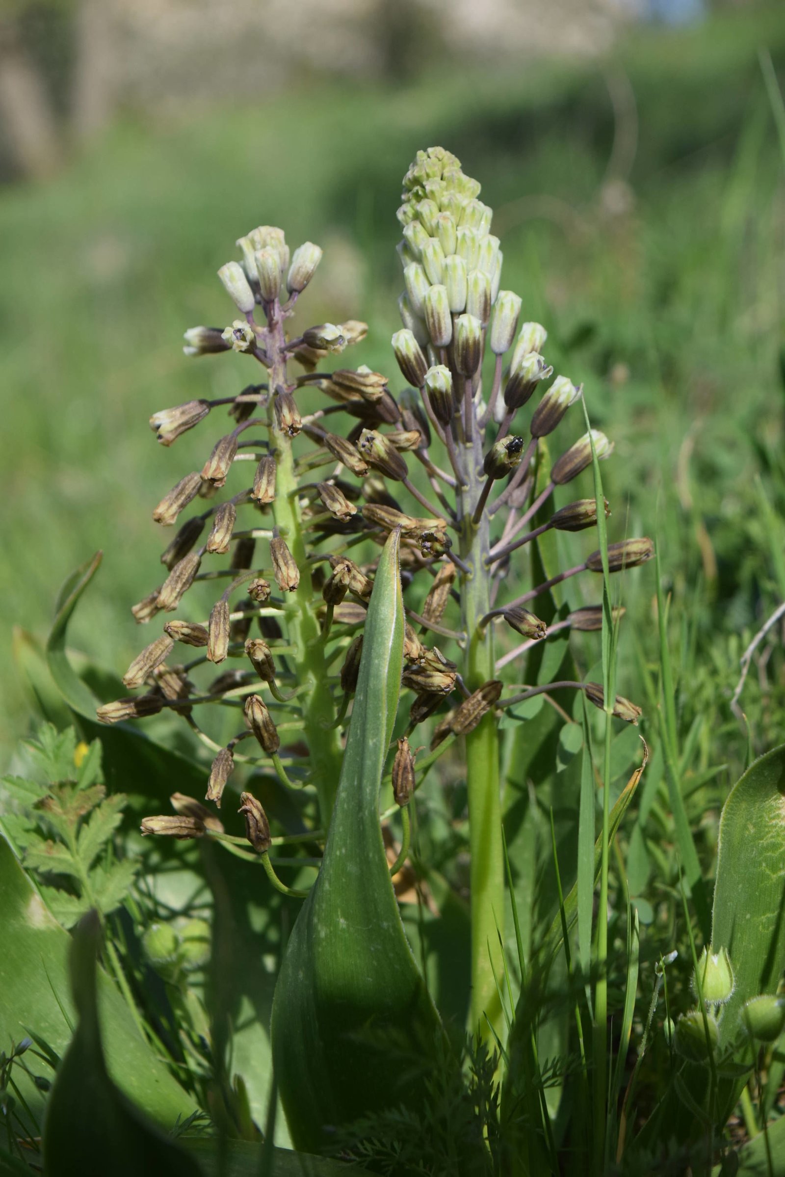 Scilla hyacinthoides L.